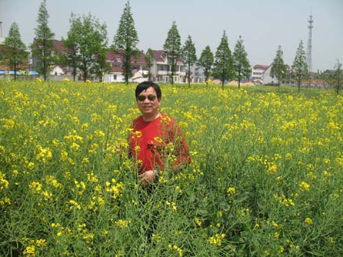 观油菜花（新韵）